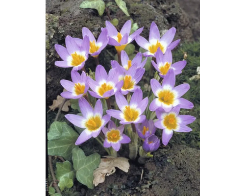 Close-up van herfstkrokussen met bloemen