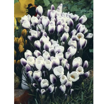 Groep krokussen met witte en paarse bloemen in de tuin.