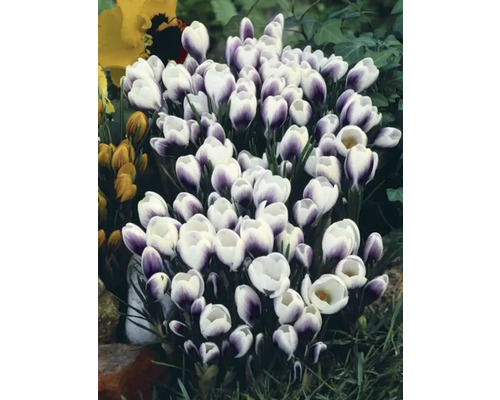 Groep krokussen met witte en paarse bloemen in de tuin.