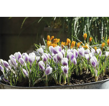 Krokussen in pot