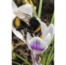 Hommel op krokusbloem