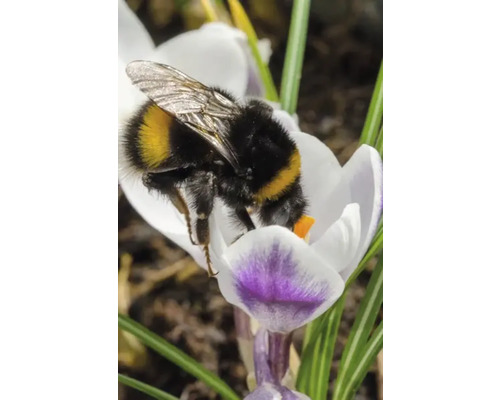 Hommel op krokusbloem