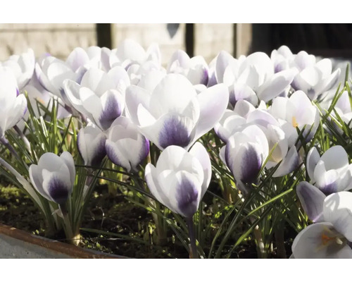 Close-up van krokussen in de lentetuin
