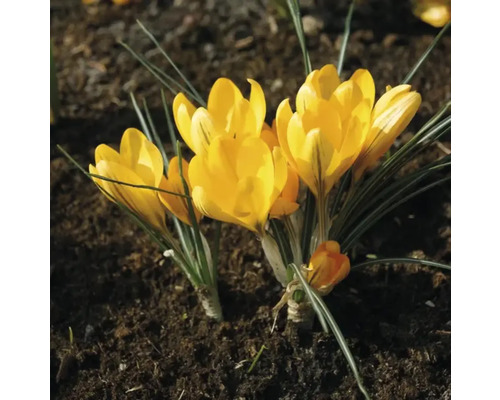 Gele krokussen in de tuin