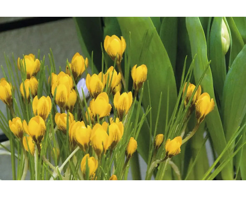 Gele krokussen in de tuin