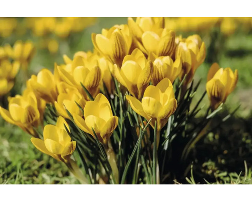 Gele krokussen in de tuin