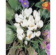 Groep witte krokussen in een tuinperk