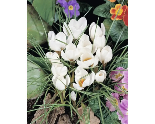 Groep witte krokussen in een tuinperk