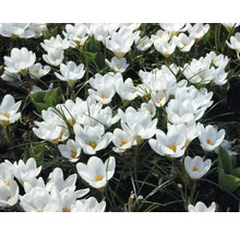 Close-up van witte krokussen in de tuin