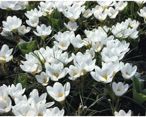 Close-up van witte krokussen in de tuin