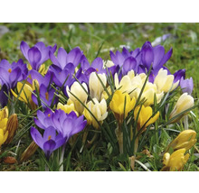 Bloeiende krokussen in verschillende kleuren in de tuin.