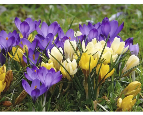 Bloeiende krokussen in verschillende kleuren in de tuin.