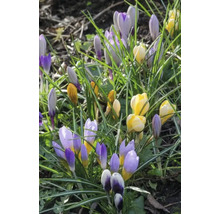 Krokussen met groene bladeren in de tuin