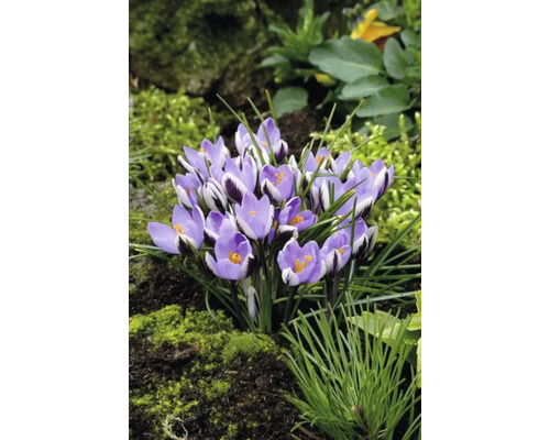 Close-up van een groep paarse krokussen in de tuin