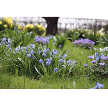 FLORASELF Bloembollen Sterhyacint Scilla 3 Stuks