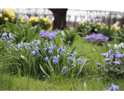 Bloembed met sterhyacinten en anemoon in de tuin