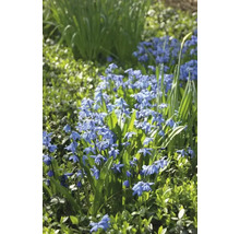 FLORASELF Bloembollen Sterhyacint Scilla 3 Stuks