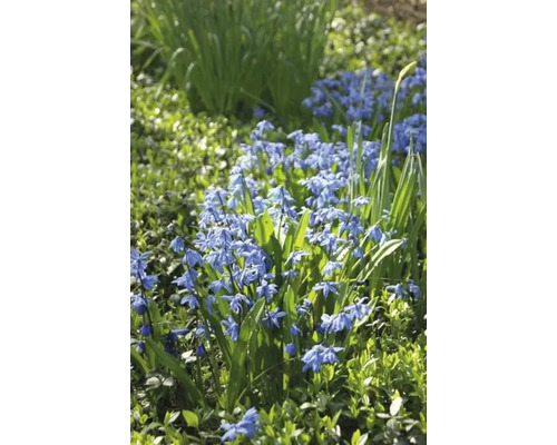 Bloeiende Scilla planten in de tuin