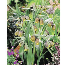 Groep kievitsbloemen in de tuin