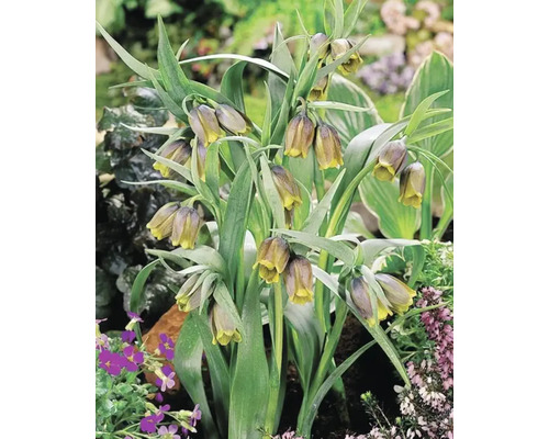 Groep kievitsbloemen in de tuin