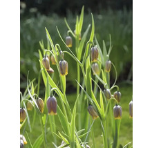 Fritillaria Uva-Vulpis bloemen in de tuin.