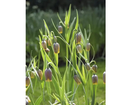 Fritillaria Uva-Vulpis bloemen in de tuin.