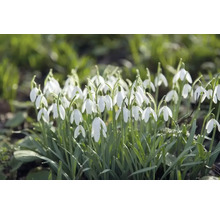 FLORASELF Bloembollen Sneeuwklokje Galanthus 10 Stuks