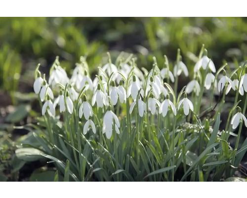 Close-up van sneeuwklokjes in de tuin