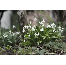 FLORASELF Bloembollen Sneeuwklokje Galanthus 10 Stuks
