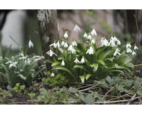 Close-up van sneeuwklokjes in de tuin.