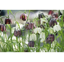 FLORASELF Bloembollen Kievitsbloem Fritillaria 1 Stuks
