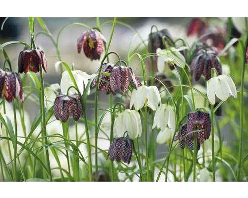 Veld met kievitsbloemen en witte tulpen