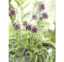 FLORASELF Bloembollen Kievitsbloem Fritillaria 1 Stuks