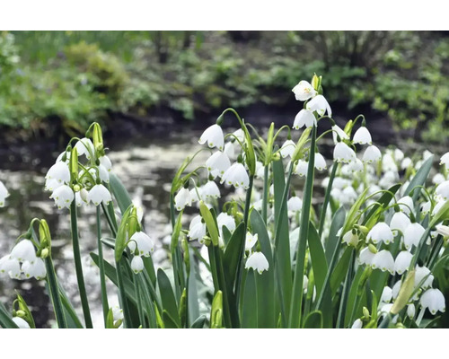 Zomerklokjes in de tuin