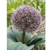 Bloeiende sierui in de tuin