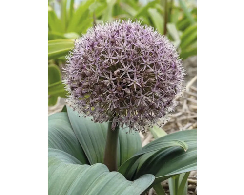 Bloeiende sierui in de tuin