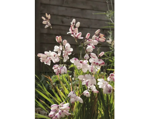 Close-up van Dietes-bloemen in een tuin.