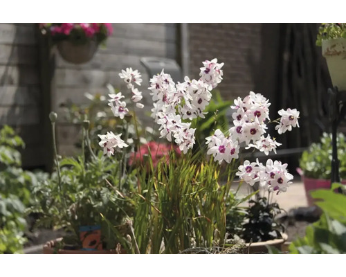 Bloeiende Sparaxis in de tuin