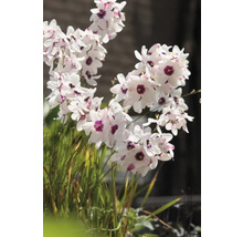 Bloeiende Dietes grandiflora plant met witte bloemblaadjes en paarse centra.