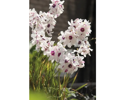 Bloeiende Dietes grandiflora plant met witte bloemblaadjes en paarse centra.