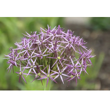 Close-up van een paarse sierlookbloem