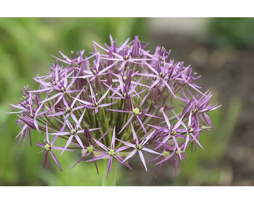Close-up van een paarse sierlookbloem