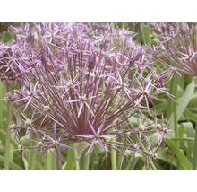 Close-up van een bloeiende Allium plant in de tuin