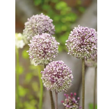 Close-up van sieruibloemen