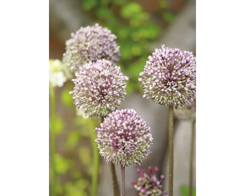 Close-up van sieruibloemen