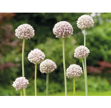 Bloeiende sierui in de tuin