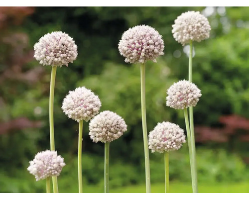 Bloeiende sierui in de tuin