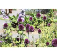 Bloeiende sieruien in de tuin