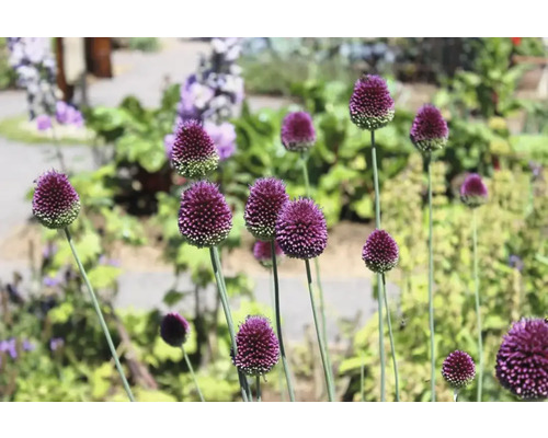 Bloeiende sieruien in de tuin