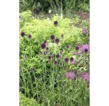 Sierui in de tuin